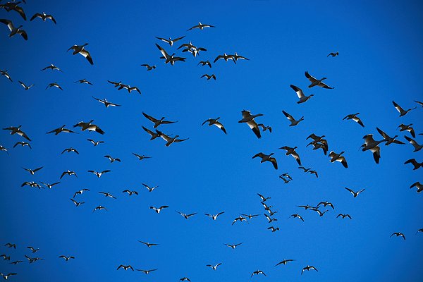 New artwork for sale! - "When Snow Geese Light the Sky" - fineartamerica.com/featured/when-… <a href="/fineartamerica/">Fine Art America</a>