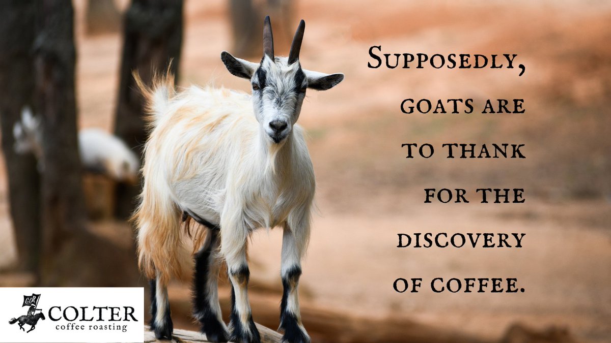 coltercoffee's tweet photo. According to myth, Ethiopian farmers noticed that their goats would dance around after eating from the Coffea plant. Eventually, a local monk decided to try it for himself, and coffee was born when he discovered the concoction kept him up all night. 

#coffeefacts #coffeehistory https://t.co/vzKOCLpbP2