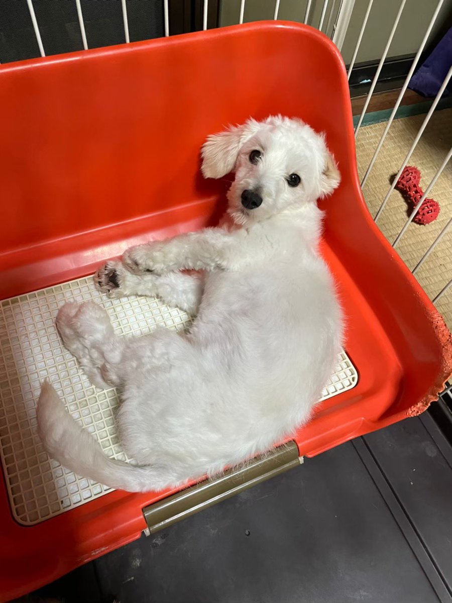 BUNS0609's tweet photo. マルチーズとダックスのミックスのバンズを探しています！マイクロチップあり。
3.5キロの小型犬。
連れ去りの目撃情報あり。
近所で最近犬を飼い始めた人を見てませんか？あんまり吠えません。拡散よろしくお願い致します。
#拡散希望　#迷子犬　#トイプードル　#マルックス　#三重県　#津市 https://t.co/8CFcdfSwb3