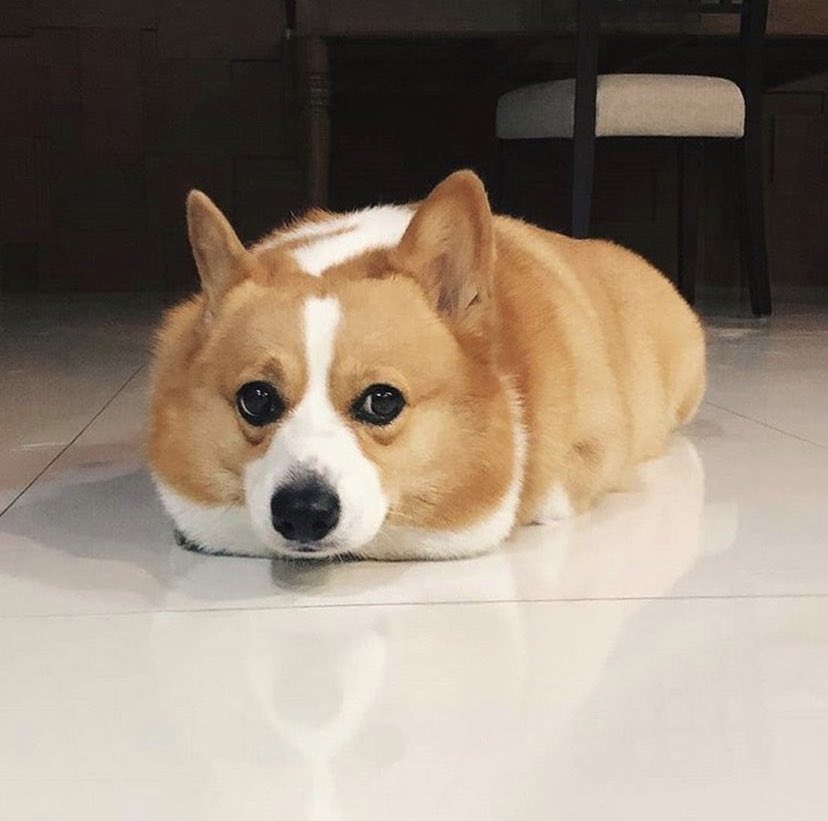 LowRiderCorgi's tweet photo. Lovely loaf of bread 😍

#Corgi #Corgicrew #doglife https://t.co/c8fpXaMsDw