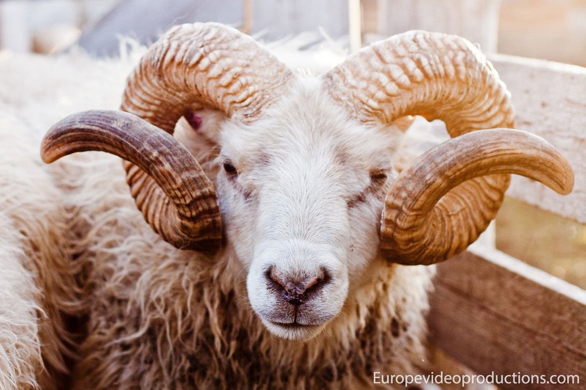 Ram (@ramhourly) on Twitter photo 