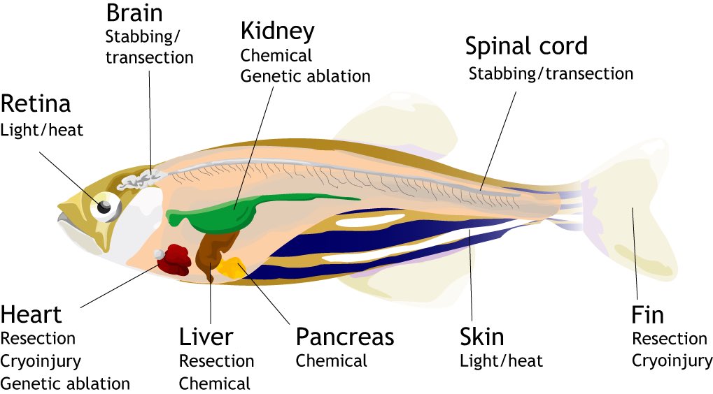 Zebrafish Rock! tweet media
