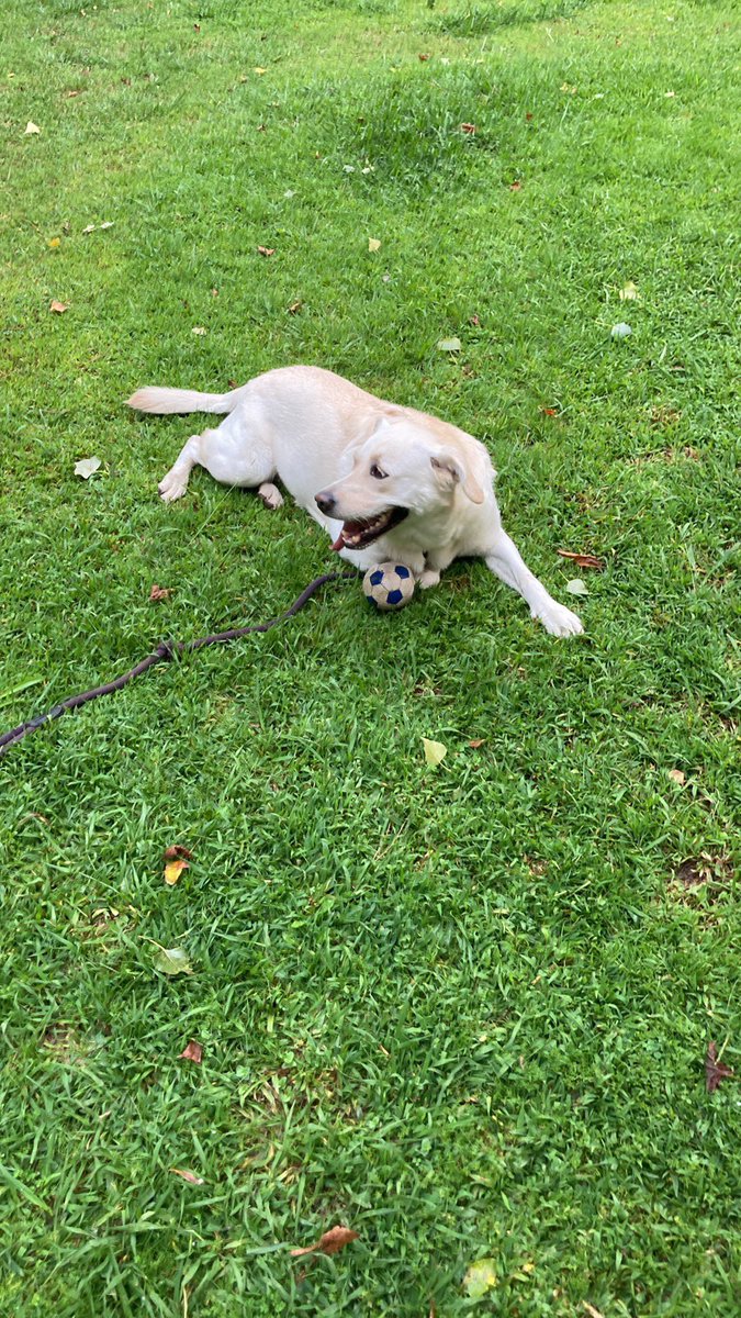 #dog #dogs