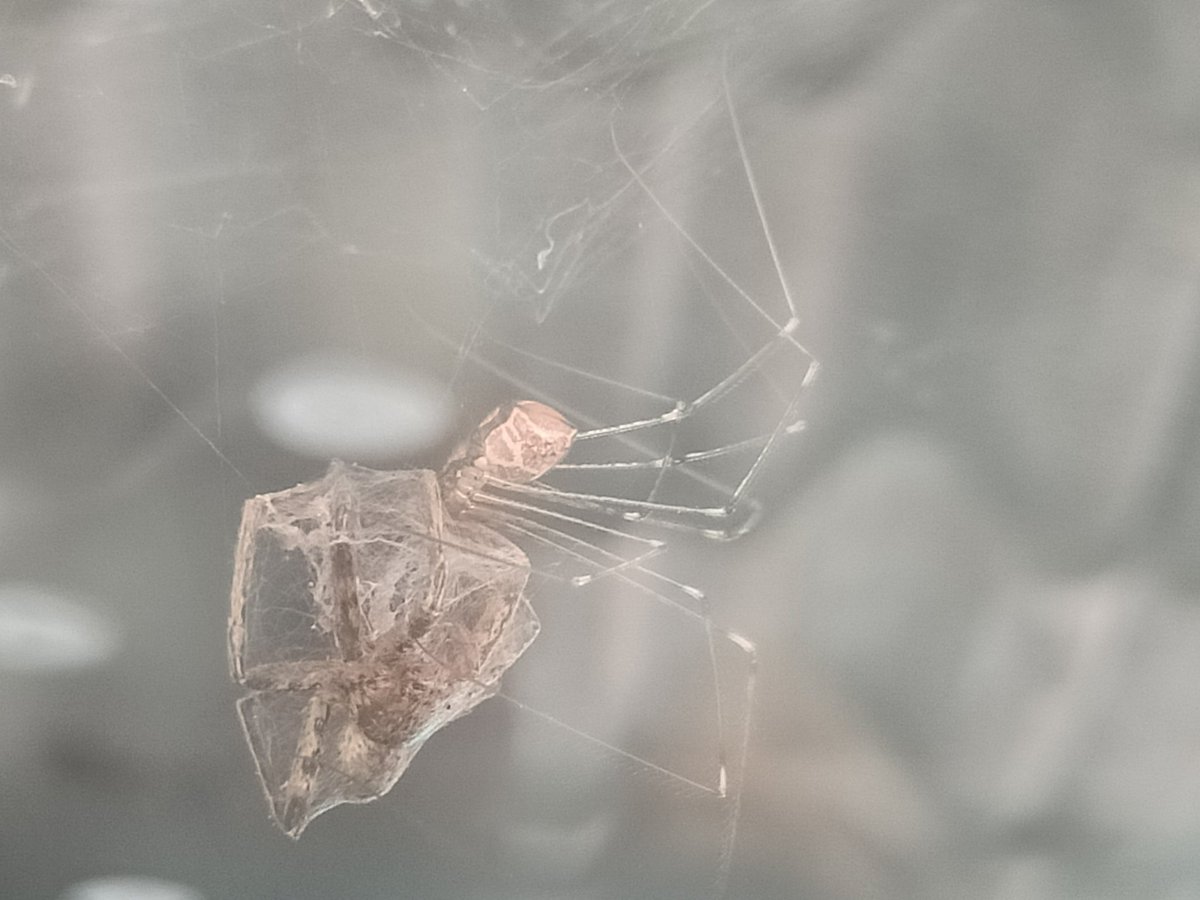 AdiG1990's tweet photo. Pholcid hunting an immature Huntsman spider. Check out the aciniform silk surrounding the prey. https://t.co/aj9rDG6iou
