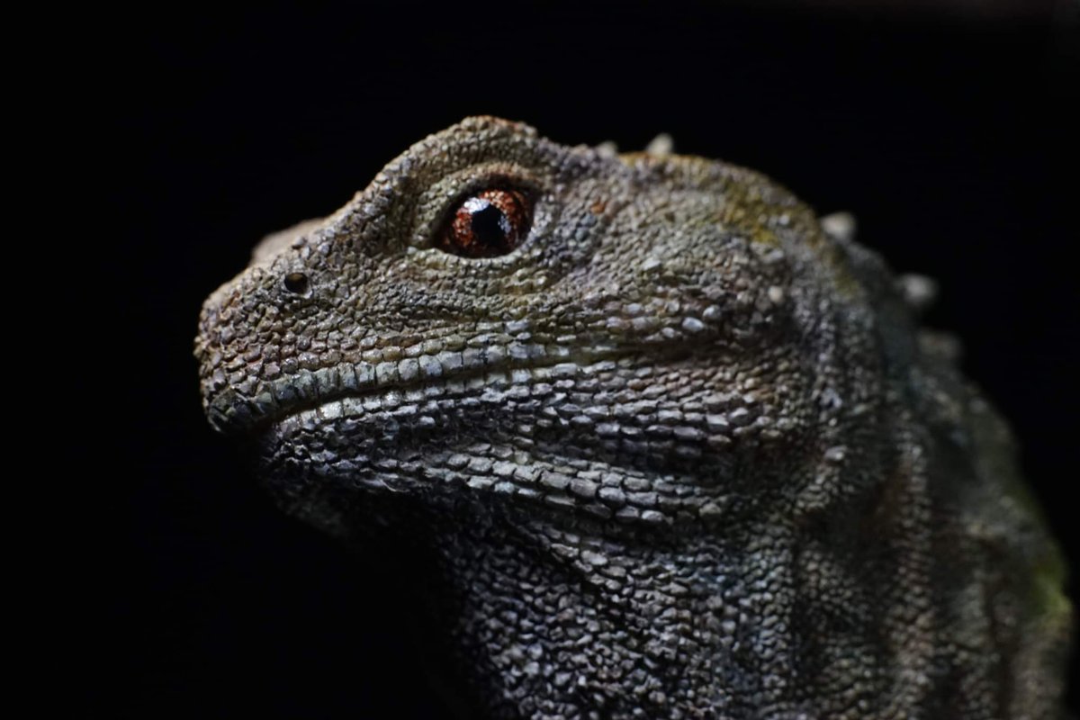 TZUCHILEE2's tweet photo. 天地造物NO.29 喙頭蜥 塗裝完成
#喙頭蜥
#tuatara
#Sphenodon
#筆塗
#造物藝術創作 https://t.co/8SY1VnkYkh