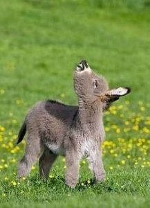 ovitamin's tweet image. This is how I feel after the first rain of the season! Clean plants, clean air! Great way to start the week! #itrained #nomoresmoke