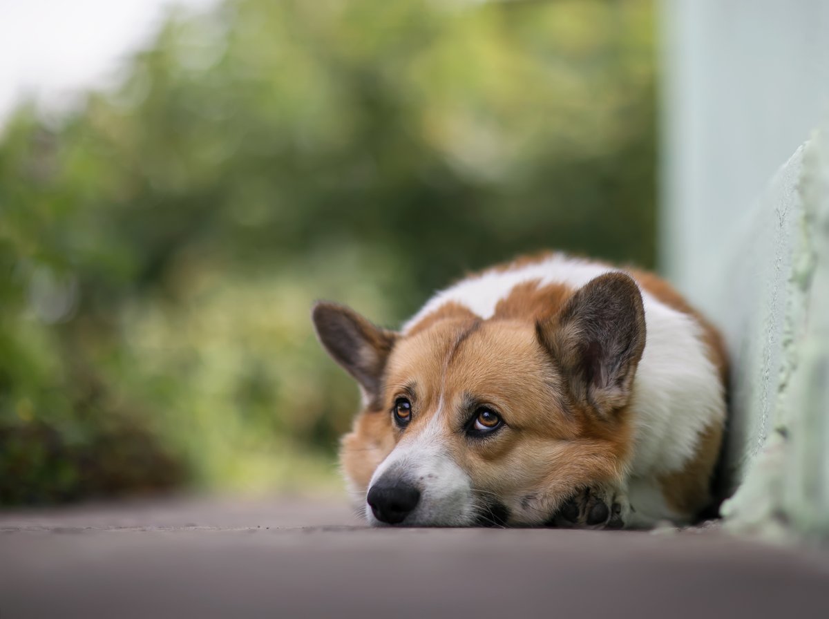 DablNetwork's tweet photo. What will happen to Queen Elizabeth II's beloved Pembroke Welsh Corgis?
https://t.co/CutBicizk5
#Muick #Sandy #QueenElizabethII #queenelizabeth #royals #RoyalFamily https://t.co/Wv6eRCAVeJ