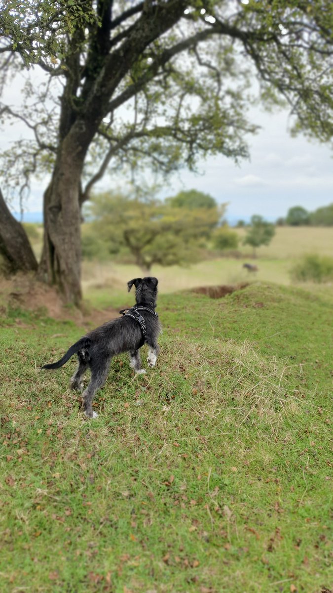 shadowrunnerdan's tweet photo. Ozzy spotting a horse

#dogoftheday #nature #trails #dog #photooftheday #photography #NaturePhotography https://t.co/9VoB9bEjDk