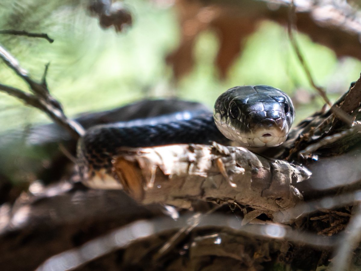CellfishPhoto's tweet photo. Photography account for Cellfish Photography. Specializing in Nature/Wildlife images, with a little of everything else thrown in. I hope you enjoy my photos. #nature #naturephotography #birdphotography #blackandwhitephotography #wildlife #wildlifephotography #snakes #animals https://t.co/eJREDjIG4D
