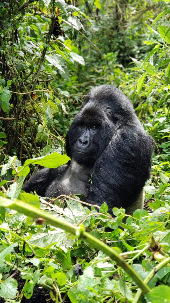 EscapeAdventur5's tweet photo. Long after western explorers first walked the vibrant red soil of Uganda and coined the well-established epithet “Pearl of Africa”, modern-day visitors still travel here to marvel at the country’s natural beauty, diverse wildlife and fascinating cultures. https://t.co/l1V1IBX3dI