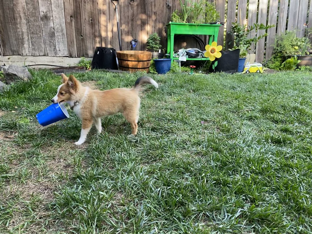 🌽🤡💶 (@rovetastic) on Twitter photo <a href="/danger_bionerd/">🐟Scomber🐟 🏴☠️🏳️⚧️</a> Timbit went through a phase where he only played with plastic cups <a href="/danger_bionerd/">🐟Scomber🐟 🏴☠️🏳️⚧️</a> Timbit went through a phase where he only played with plastic cups