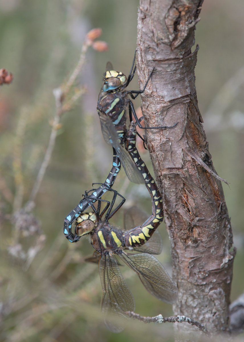 dmcculloch55's tweet photo. No Southern Hawkers at #Devilla Forest today, but lots of Commons. Very busy on the holiday Monday (overspill parking beside the main road). I much prefer peace & quiet, but it was reassuring to see folk outdoors rather than watching You Know What on the telly. https://t.co/SACTmaXm26