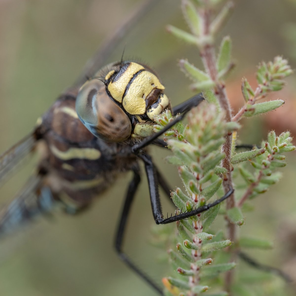 dmcculloch55's tweet photo. No Southern Hawkers at #Devilla Forest today, but lots of Commons. Very busy on the holiday Monday (overspill parking beside the main road). I much prefer peace & quiet, but it was reassuring to see folk outdoors rather than watching You Know What on the telly. https://t.co/SACTmaXm26