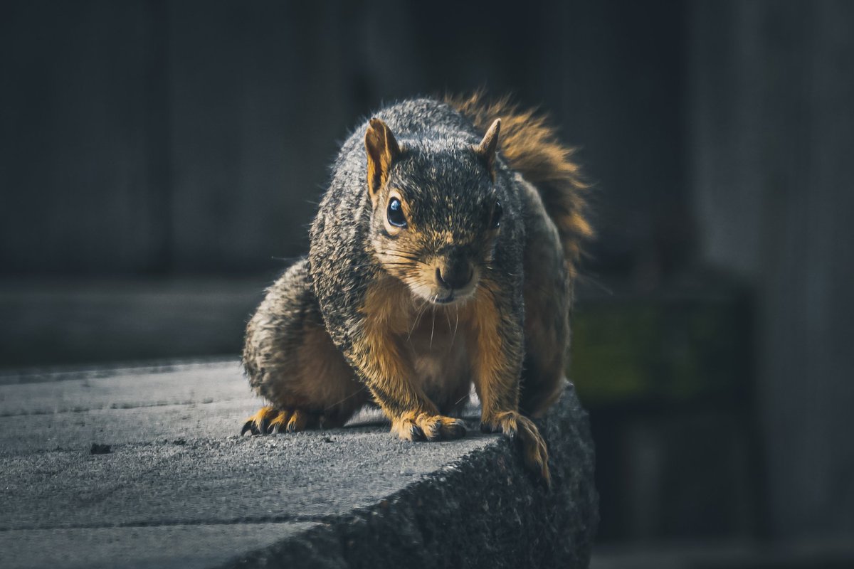 CellfishPhoto's tweet photo. My fur buddies
#nature #naturephotography #wildlifephotography #wildlife #squirrel #squirrels #dark #moody https://t.co/KQB2scYm8M