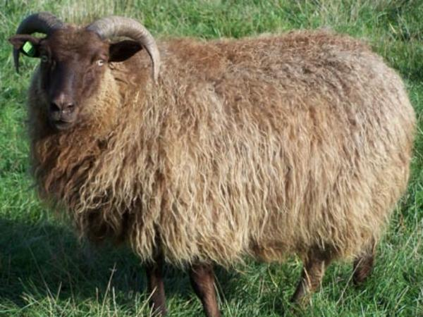 Ram (@ramhourly) on Twitter photo 