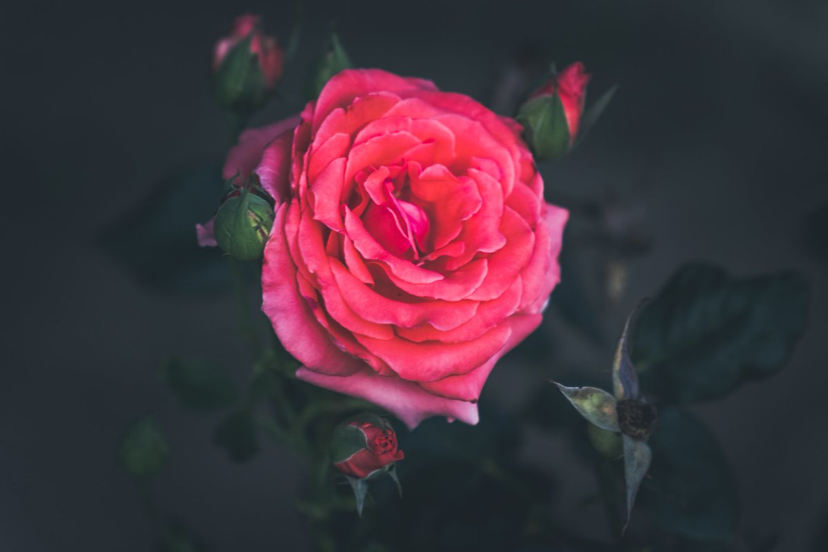 CellfishPhoto's tweet photo. A little dark and moody. Just how I like it. #nature #naturephotography #flower #flowerphotography #roses #dark #moody https://t.co/tpfX8Gu9gb