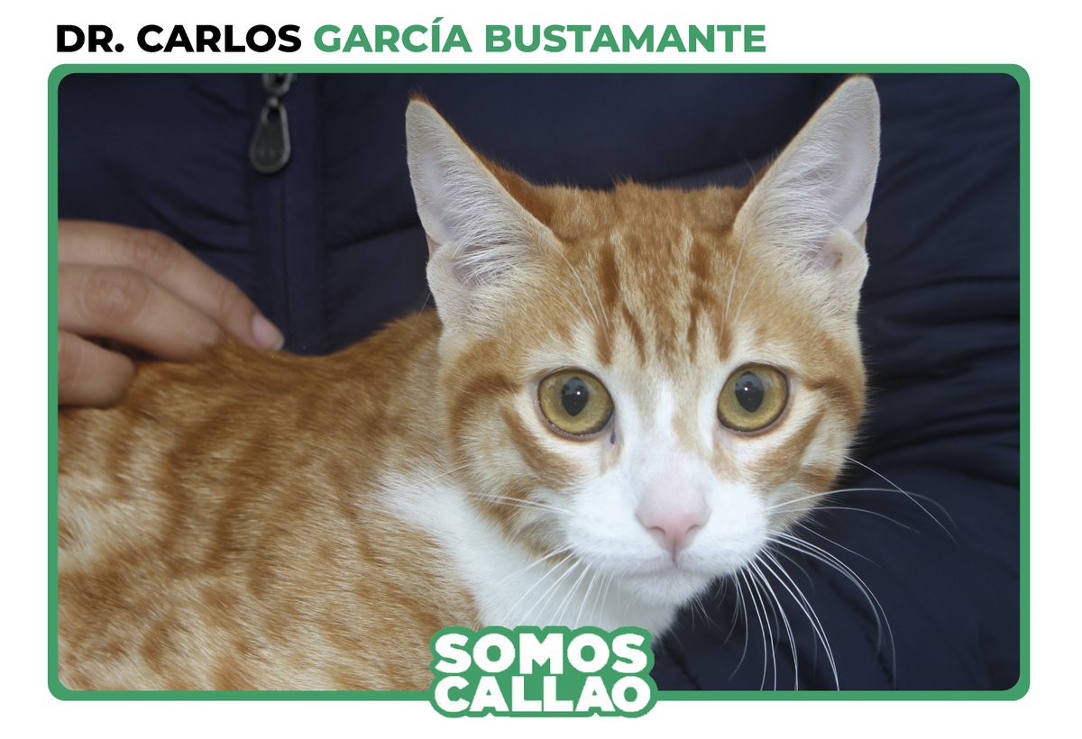 peru_callao's tweet photo. 🟢| 𝗘𝗻 𝗻𝘂𝗲𝘀𝘁𝗿𝗼 𝗴𝗼𝗯𝗶𝗲𝗿𝗻𝗼 𝗰𝗿𝗲𝗮𝗿𝗲𝗺𝗼𝘀 𝗹𝗮 𝗽𝗿𝗶𝗺𝗲𝗿𝗮 𝘃𝗲𝘁𝗲𝗿𝗶𝗻𝗮𝗿𝗶𝗮 𝗺𝘂𝗻𝗶𝗰𝗶𝗽𝗮𝗹 
En la zona de San José, realizamos nuestra acostumbrada campaña veterinaria, con una gran acogida de vecinos con sus mascotas.
#SomosCallao https://t.co/MATYVi8aqc