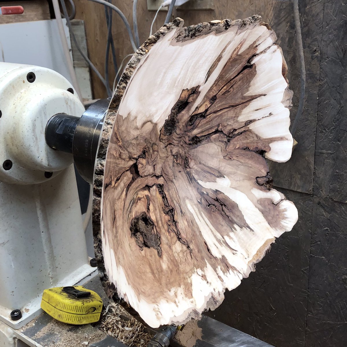 This burl had a mind of its own and fought me tooth and nail.  

They can be so unpredictable when guessing the thickness needed for a rough copy.  This one warped badly upon drying and left me no wiggle room when cutting the final shape. 
Thankfully it worked out.