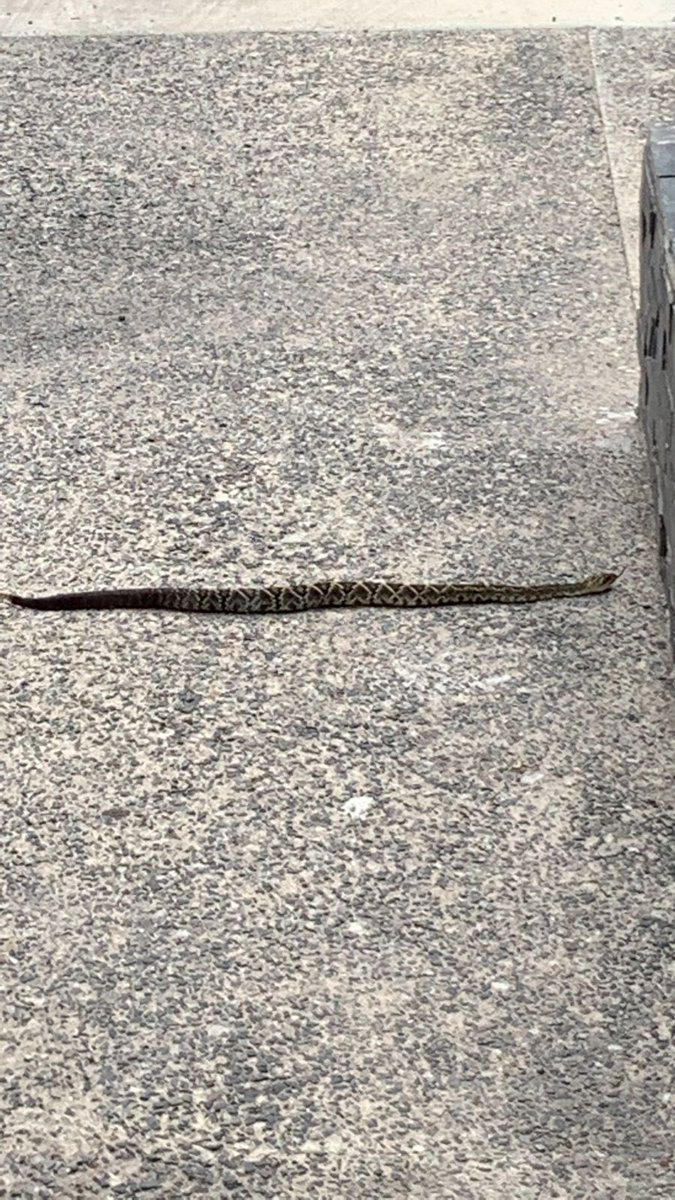 VargasArturo's tweet photo. @Herpeto_cosas Hola amigo! Mira esta visitante de ayer. Es en el Marqués, Queretaro.
Que especie es? https://t.co/kaqMN2ZSpN