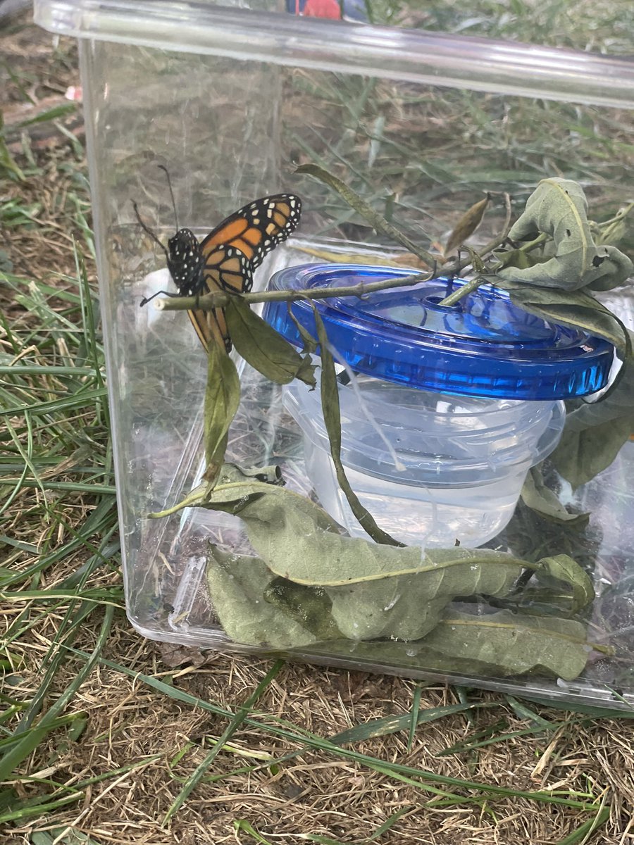 CPES Second Grade tweet media