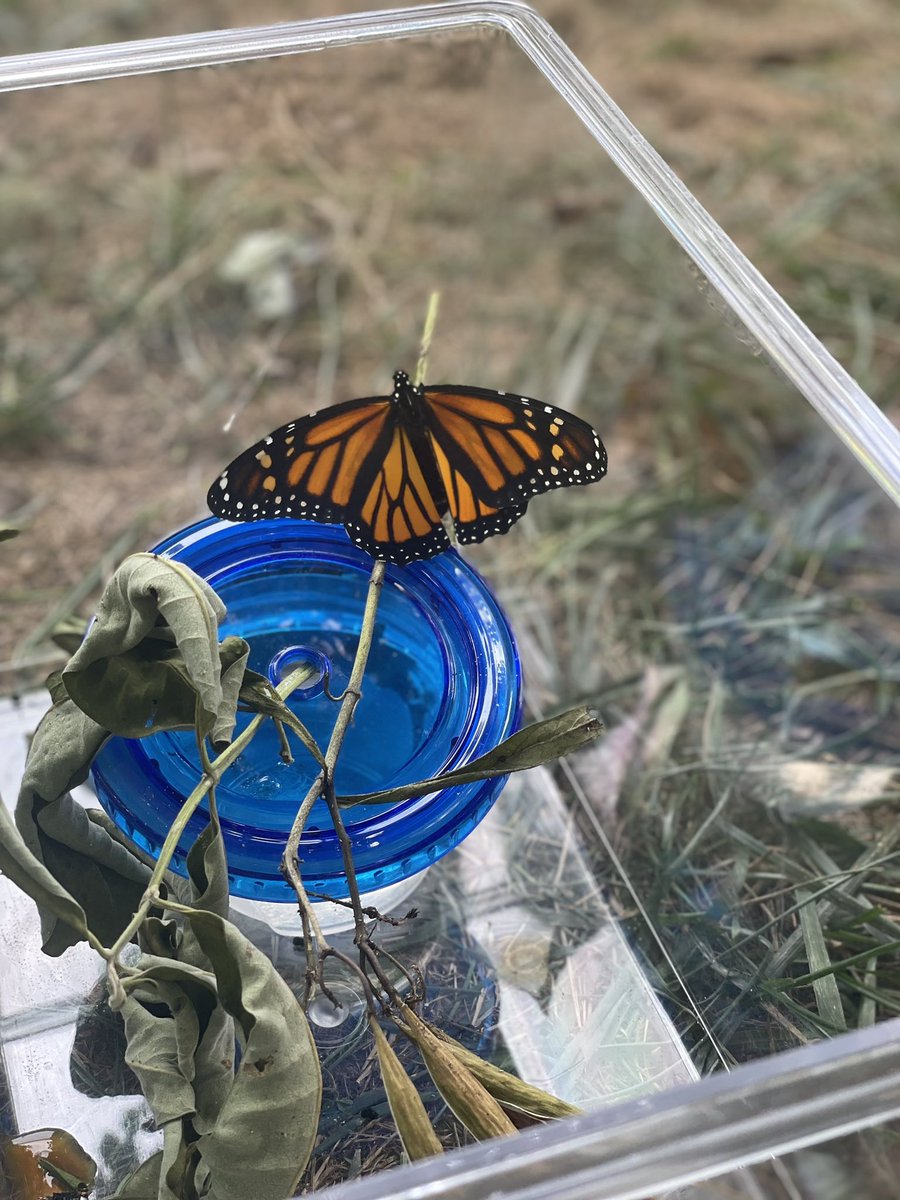 CPES Second Grade tweet media