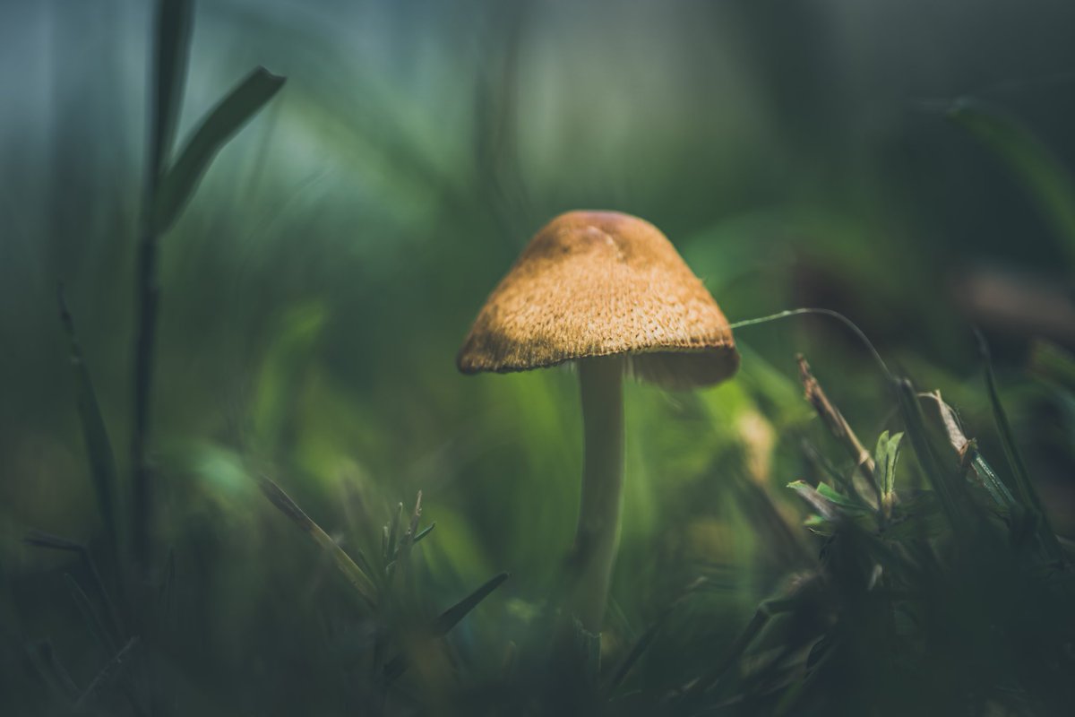 CellfishPhoto's tweet photo. We have a lot to choose from, feel free to stop by and take a look. https://t.co/l5a2bYXA0g
Digital licenses, advertising licenses, prints and more #nature #naturephotography #mushrooms #mushrooms https://t.co/xBQt9zcEAa