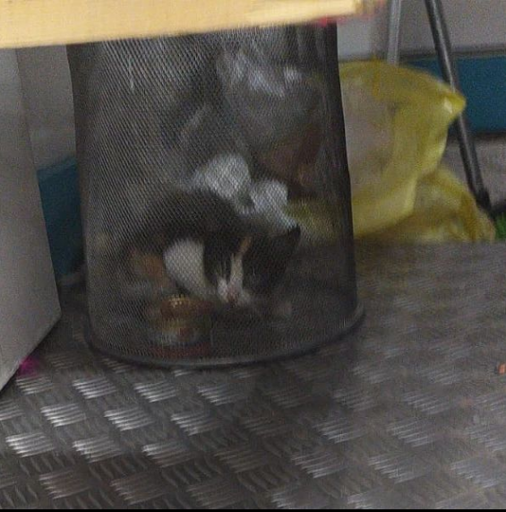 siviaromera1's tweet photo. @ProtectoraLARA  PIDE AYUDA URGENTE Madrid centro
Gatita 2- 3 meses encontrada en el hueco del ascensor habiendo pasado todo el fin de allí, la tienen en una tienda metida en una papelera hasta las 20:00 q cierran
Alguien podría ir a por ella ? la tendríamos nosotros
691598283 https://t.co/5Sts1VSG4V