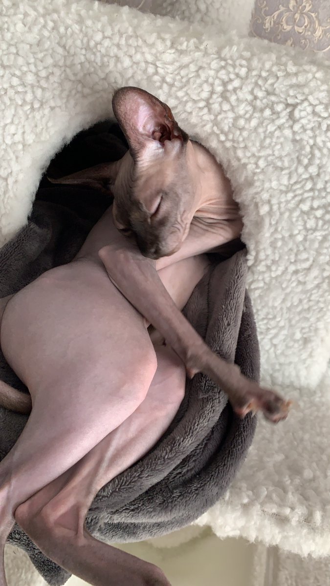 Christian_Babio's tweet photo. wtf is this guys... why tf i spend my money for a fking cat... is not that expensive

#hotel #Apple #ONS #hustle #cryptocurrency #forex #sleeping #football #sports #money #lifestyleclub #forextrader #girl #girls #Trader #Babio #cats #CatsOfTwitter #love #telegramleaks https://t.co/Ytbwv8JNad