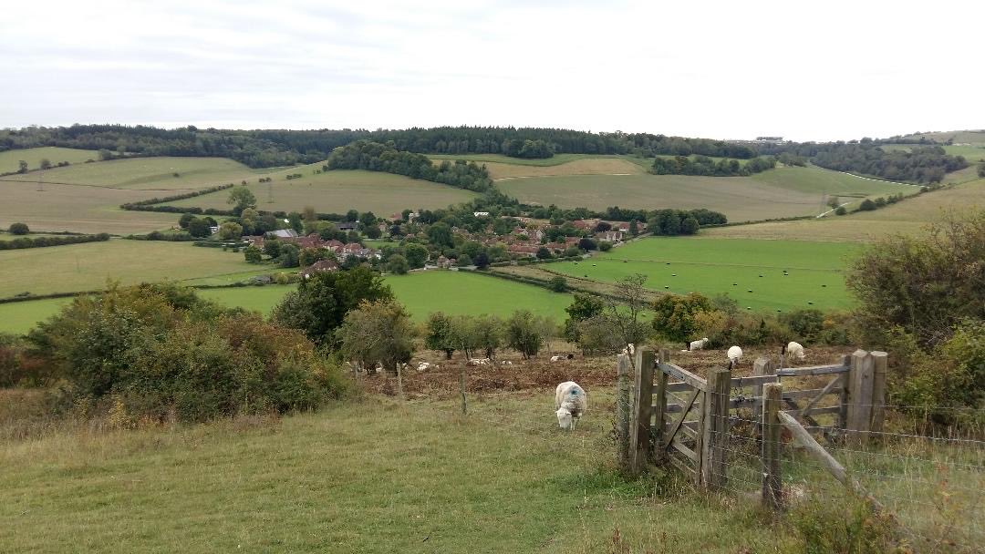 JilFairclough's tweet photo. Best place to spend the morning #LevinDown - but so many trees have been cut down….including the one to the left of gate and bench - best climbing tree which has been there for some 50+ years ⁦- why? @SussexWildlife⁩ https://t.co/eDjJZqHH57