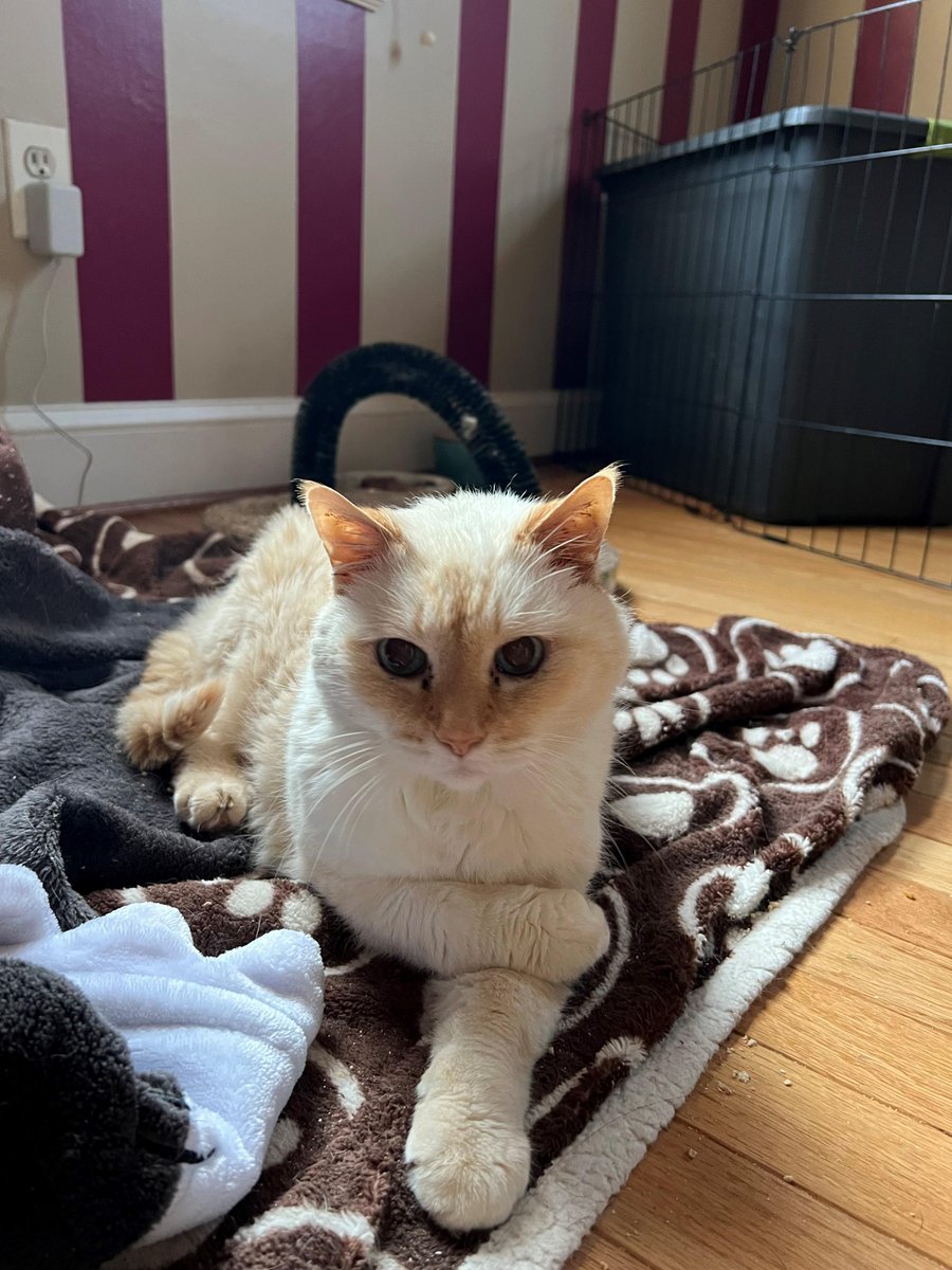 Beautiful, regal and sassy, Celsius is here to convey a message:

WE NEED FOSTERS!

Please sign up to help if you can, you'll be saving lives: pspca.org/foster