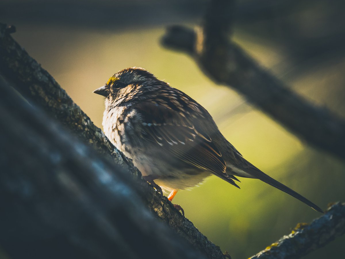 CellfishPhoto's tweet photo. Morning Warmth.
We specialize in a bit more dark and moody atmosphere, from wildlife, to flowers, plants, landscapes, mushroom pics, and alot more. Stop by and take a peek.
https://t.co/23c4swRFNN
Tell me I sent ya, 😁 #nature #naturephotography #birdphotography #birdslover https://t.co/ZltCwHAgEZ
