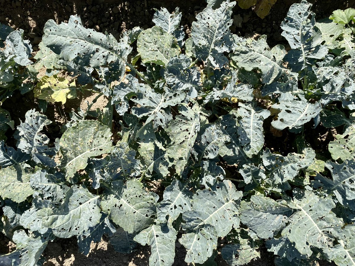 Diamondback moth in broccoli is no joke.