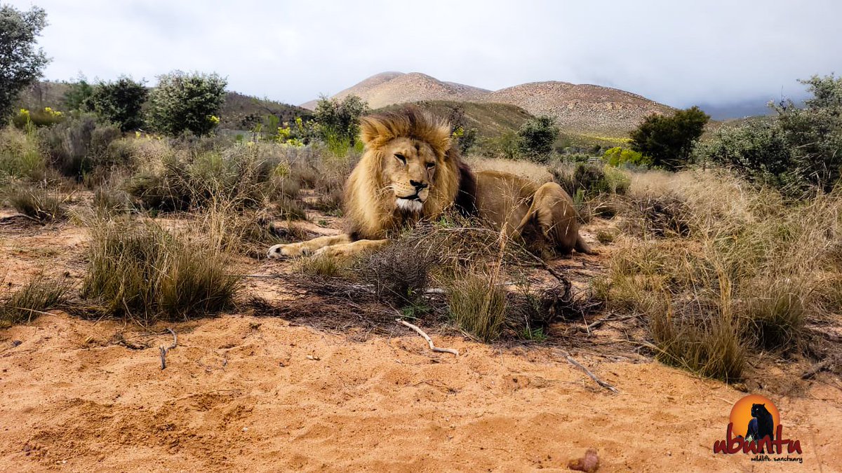 Ubuntu Wildlife Sanctuary tweet media
