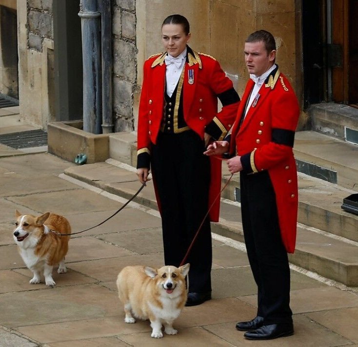 ClaireerialC18's tweet photo. Muick & Sandy wondering when she's coming back ๐ญ #muickandsandy #CorgiLover #QueenElizabethII #QueenElizabeth #queensfuneral #dogsoftwitter ๐พ๐พ #griefisthepricewepayforlove โค๏ธ https://t.co/CJ36xR9v4e