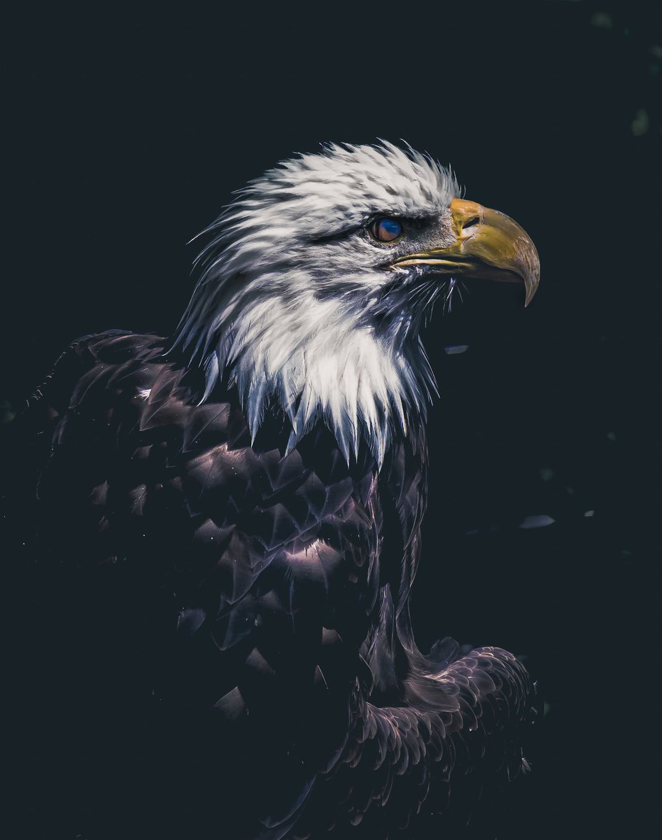 CellfishPhoto's tweet photo. Caught her blinking. Stop on by and check us out. https://t.co/l5a2bYXA0g
#nature #naturephotography #wildlifephotography #wildlife #birdphotography #eagle #baldeagle #cellfish https://t.co/lRIFH8TmgQ