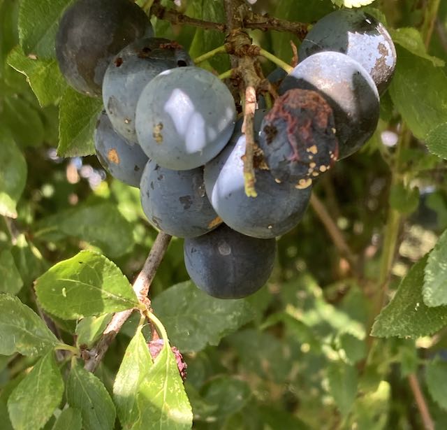 BreadBakerDani's tweet image. Catch up with all the news Severn Bites Breadmaking Newsletter - mailchi.mp/6af212ff06f9/s… #sourdoughseptember seasonal #recipes and don't forget #breadchat on 26 September