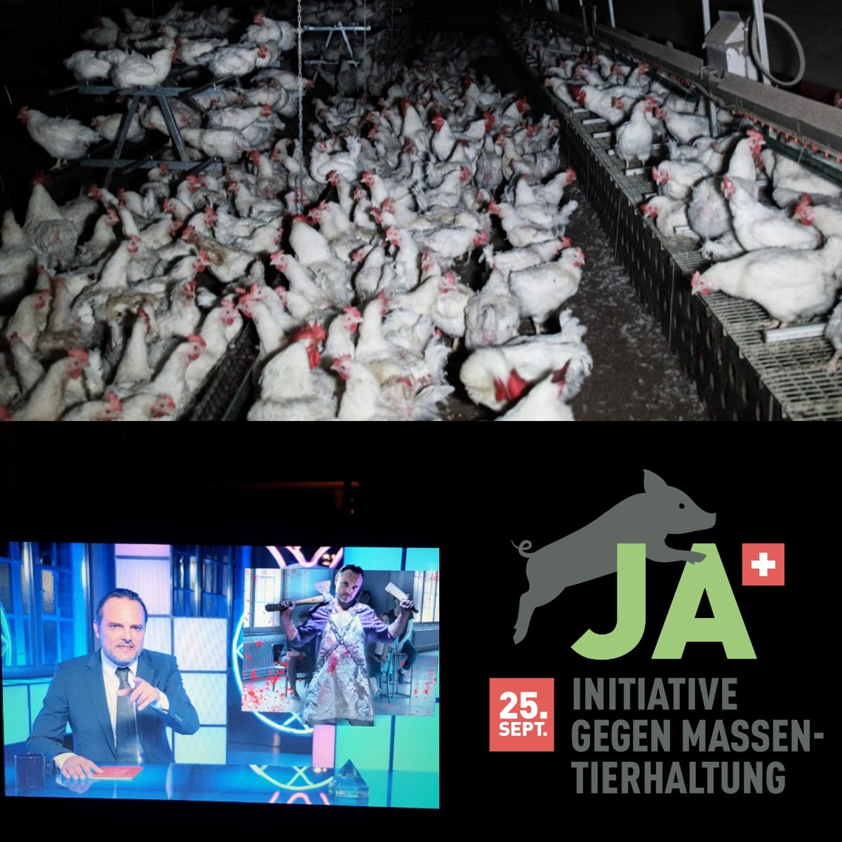 AAktivismus's tweet photo. MASSENTIERHALTUNG SCHWEIZ
@srfdeville über die industrielle #Tierhaltung in der #Schweiz: 👉 https://t.co/r5KAuShxeR #Massentierhaltung abschaffen! @Tierwohl_JA 🗳 Bild: @migros #Optigal 🇨🇭#Tierwohllabel
Foto: @tierimfokus
#srfdeville #migros #Schweizerfleisch #Chvote #abst22 https://t.co/zhV7rIdqqT