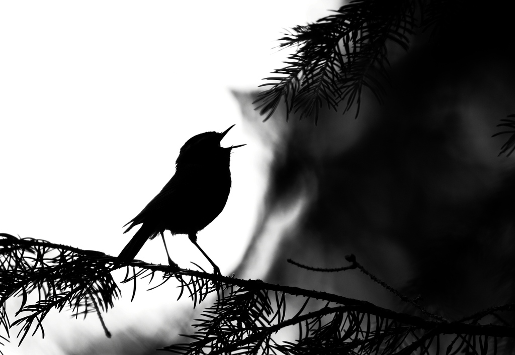 bcbirdtrail's tweet photo. We're heading into the third year of The BC Bird Trail, and we have some exciting announcements later this week!
Keep an eye on our social media feeds for an announcement coming up this Thursday!
#BCBirdTrail #LookUpStayGrounded // #ExploreBC #BCNice https://t.co/PYnKltBCat
