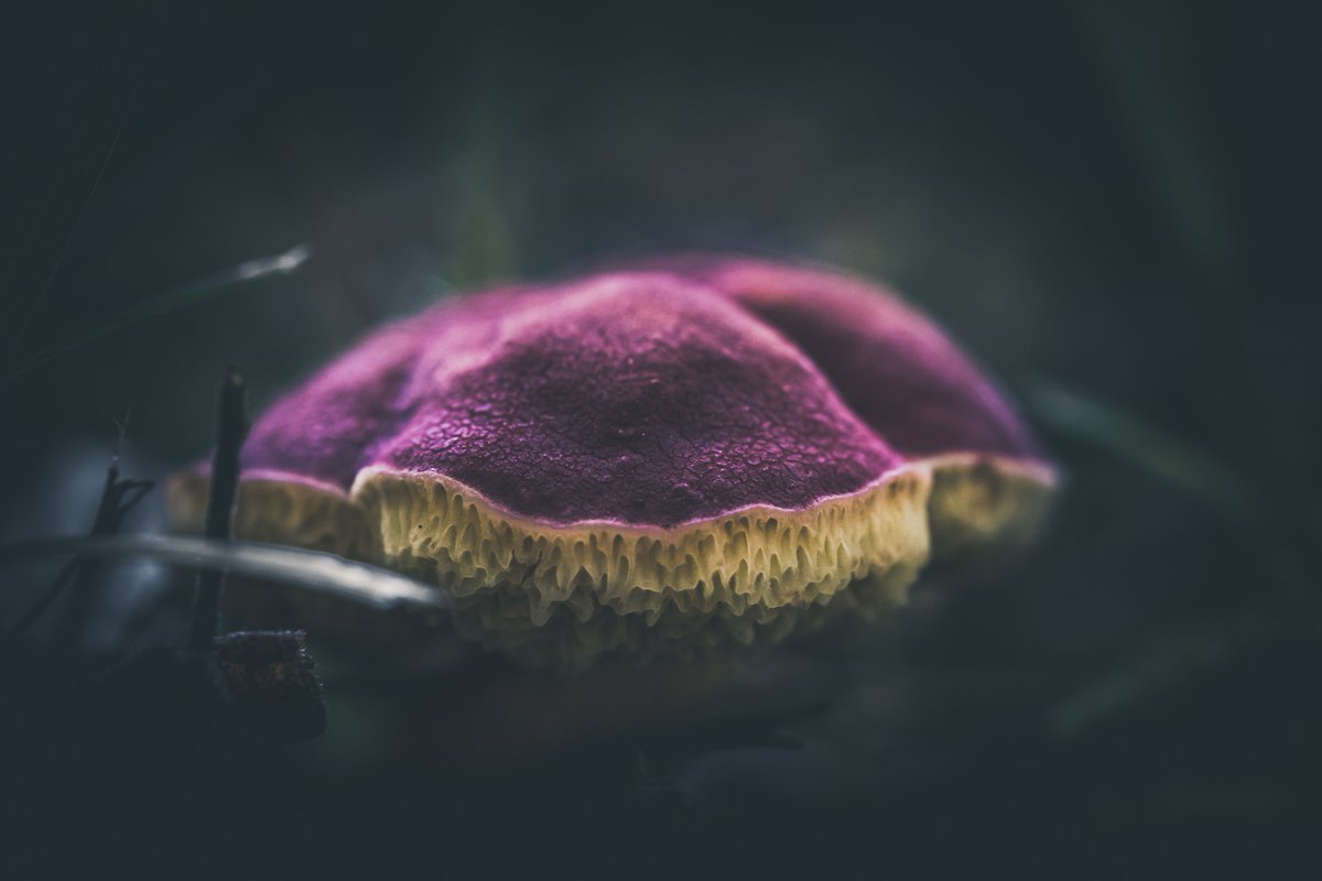 CellfishPhoto's tweet photo. You never know what you can find just out in the back yard. "Moody Mushroom Series 47" #nature #naturephotography #mushrooms #mushrooms #dark #moody https://t.co/jvtK1dbhv0