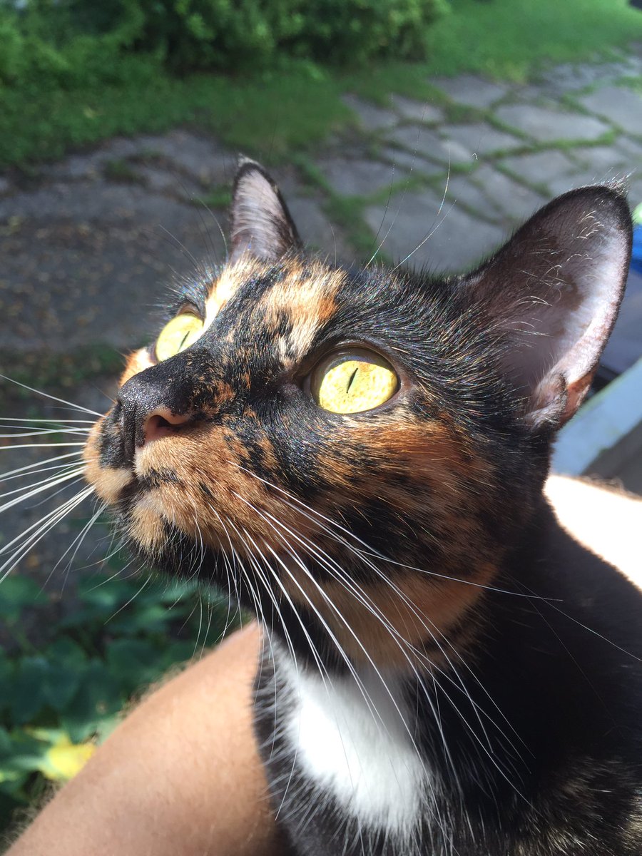 rescuecatlife's tweet photo. Chin up, eyes open #catlife https://t.co/5QvJtUfcNM