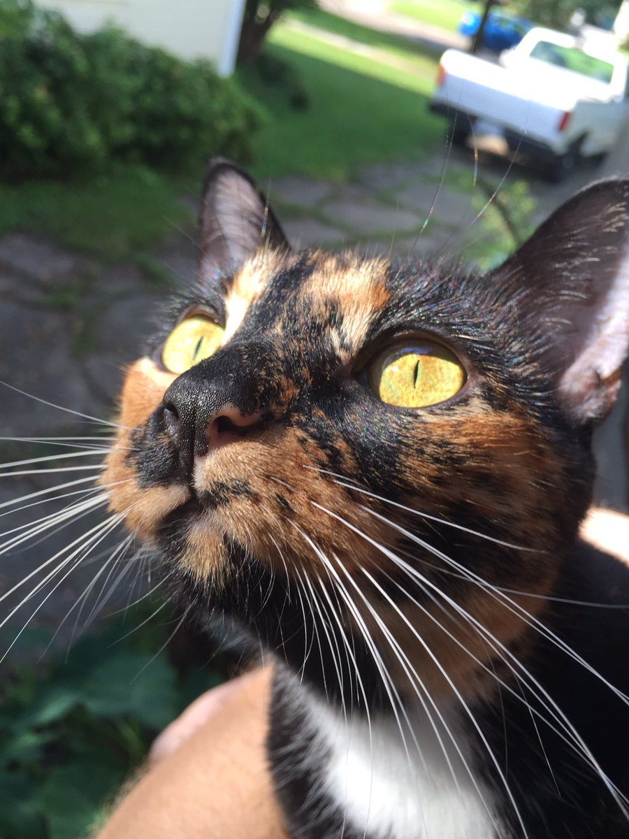 rescuecatlife's tweet photo. Chin up, eyes open #catlife https://t.co/5QvJtUfcNM