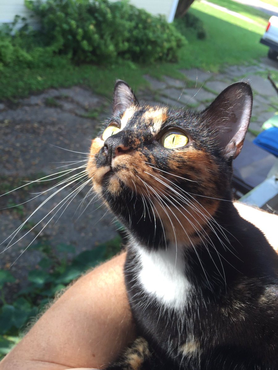rescuecatlife's tweet photo. Chin up, eyes open #catlife https://t.co/5QvJtUfcNM