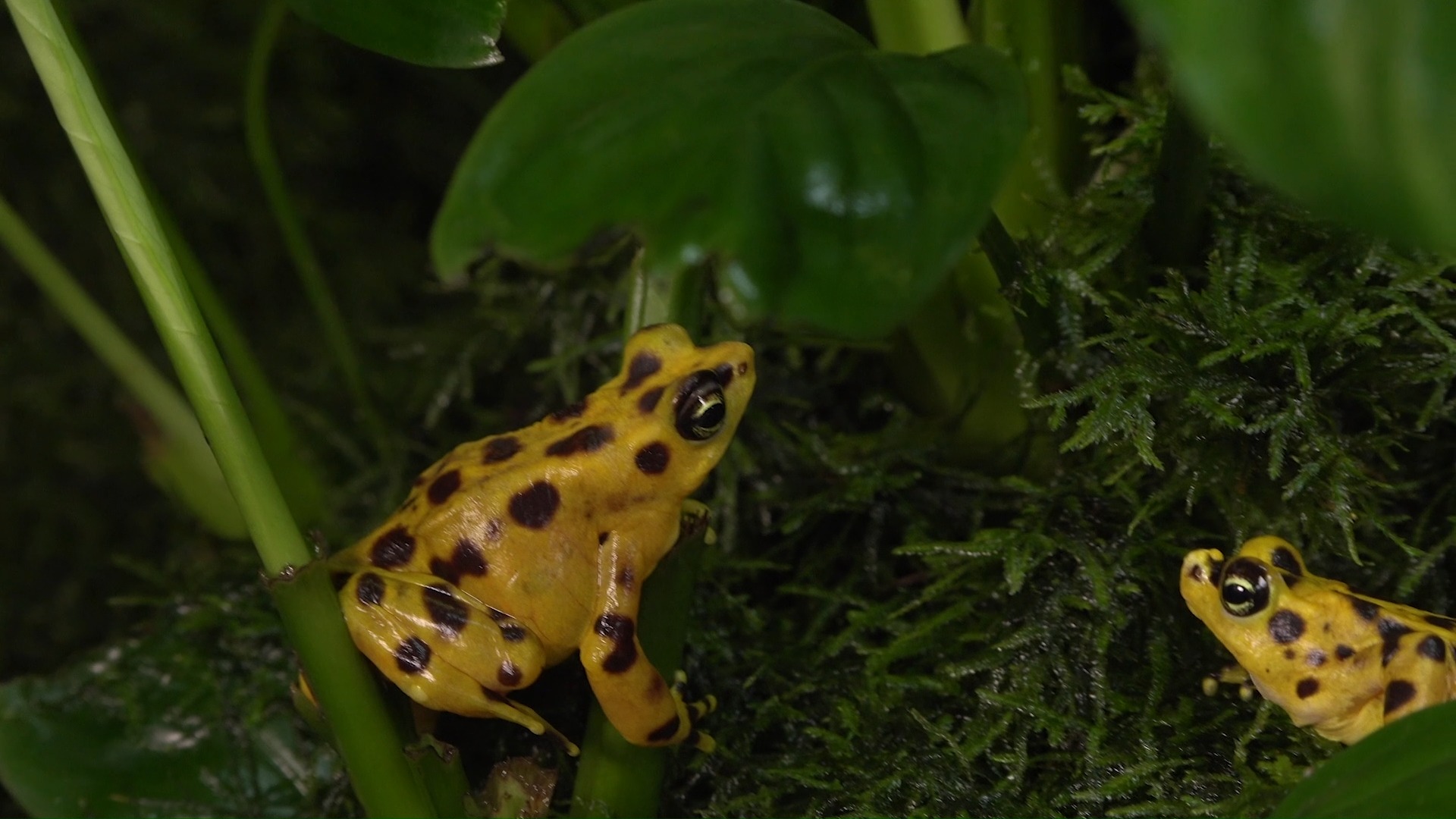 smithsonian-on-twitter-panamanian-golden-frogs-are-native-to-the