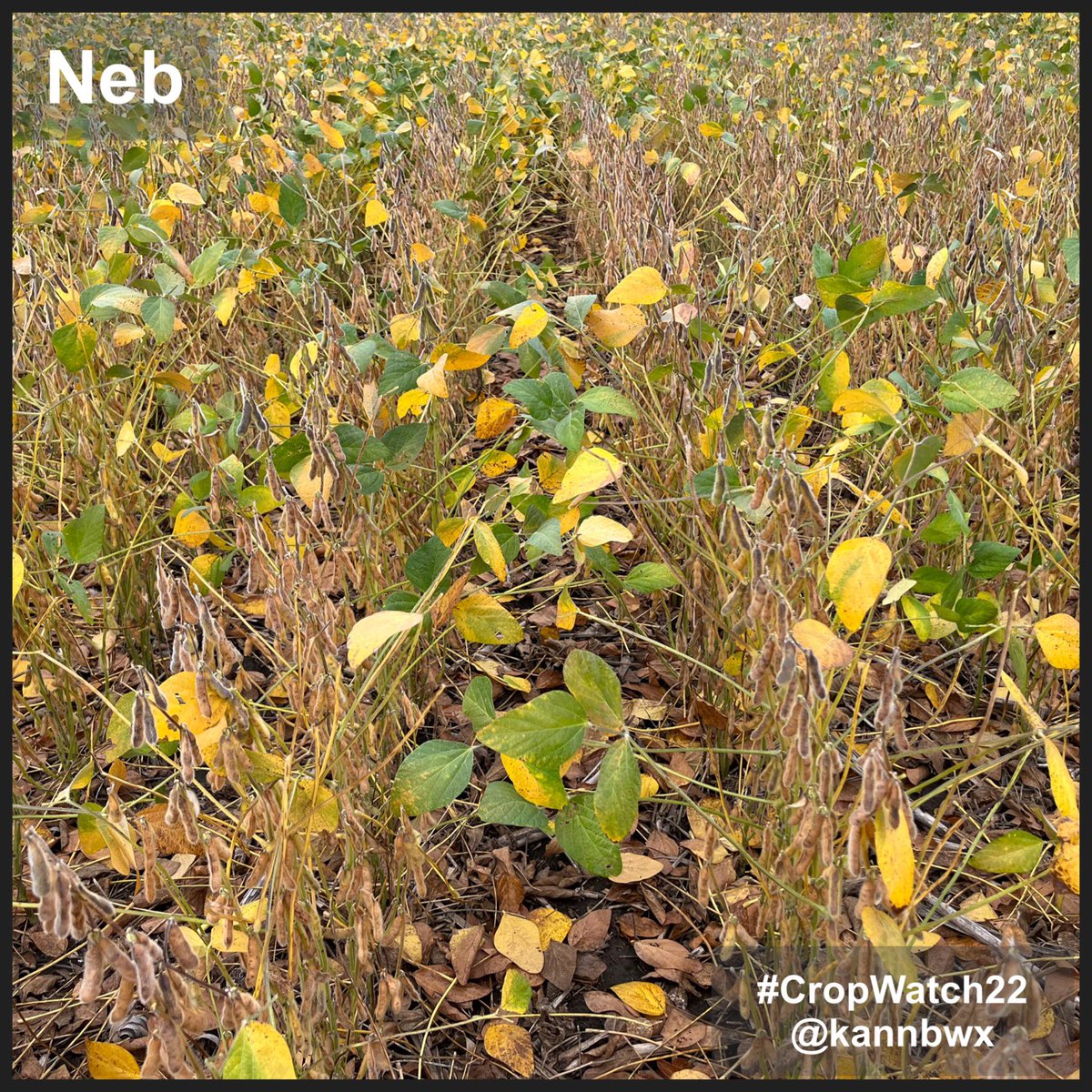 kannbwx's tweet photo. Late season rains have improved seed size for the Indiana #soybeans, but the dryland Nebraska beans mostly missed out. Average yields are still possible in Nebraska while Indiana should be above average and western Illinois potentially well above. #CropWatch22 https://t.co/ocjd7vOaWB