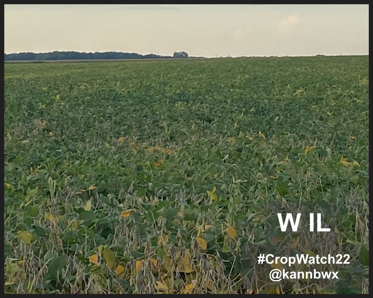 kannbwx's tweet photo. Late season rains have improved seed size for the Indiana #soybeans, but the dryland Nebraska beans mostly missed out. Average yields are still possible in Nebraska while Indiana should be above average and western Illinois potentially well above. #CropWatch22 https://t.co/ocjd7vOaWB