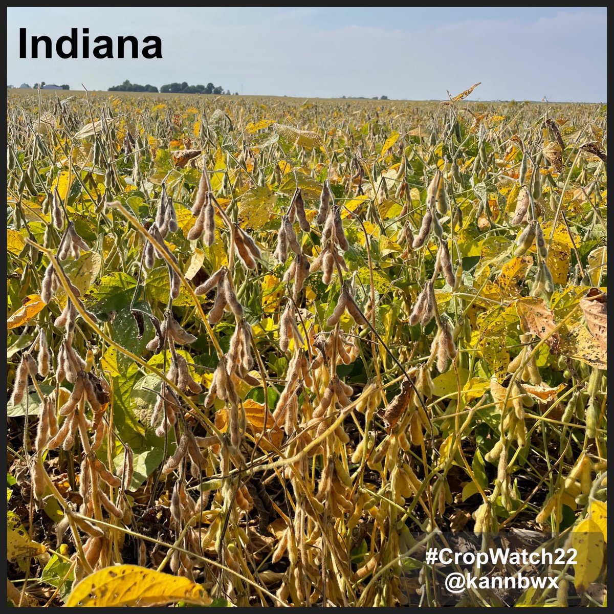 kannbwx's tweet photo. Late season rains have improved seed size for the Indiana #soybeans, but the dryland Nebraska beans mostly missed out. Average yields are still possible in Nebraska while Indiana should be above average and western Illinois potentially well above. #CropWatch22 https://t.co/ocjd7vOaWB