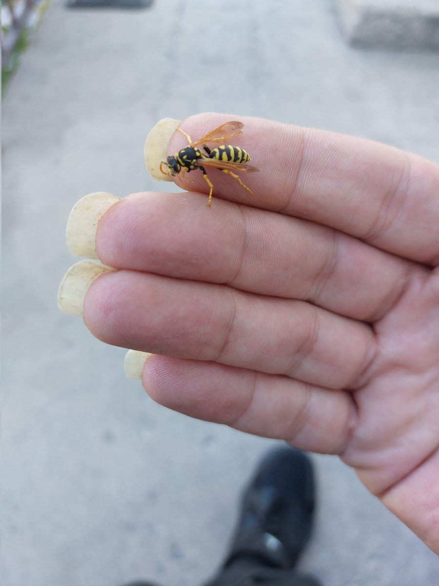 I got a new nickname yesterday. Because of this pic of my little wasp friend. "Wasp Whisper Disney Princess" Thanks for the nickname <a href="/TragicOnTwitch/">TragicOnTwitch</a> I'll treasure it always.