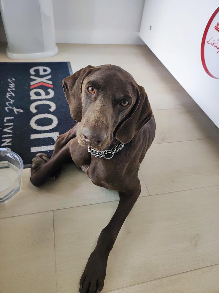 viglesiasphoto's tweet photo. Me mandan estas fotos desde Colmenar Viejo. 
Se han encontrado este perro. Tiene una herida en el cuello. Parece ser que han arrancado el chip y lo han abandonado. 
Las perreras de la zona están llenas. Si alguien lo puede acoger… 
Es muy tranquilo, guapo y bueno https://t.co/nWc4ZiO9Fy
