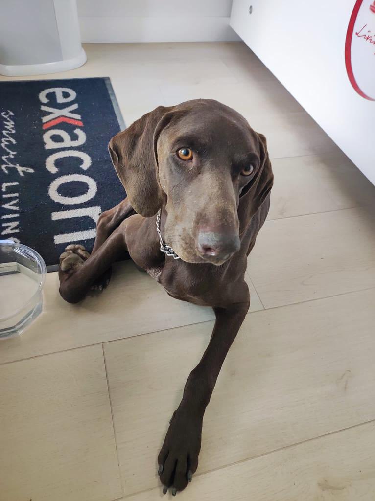 viglesiasphoto's tweet photo. Me mandan estas fotos desde Colmenar Viejo. 
Se han encontrado este perro. Tiene una herida en el cuello. Parece ser que han arrancado el chip y lo han abandonado. 
Las perreras de la zona están llenas. Si alguien lo puede acoger… 
Es muy tranquilo, guapo y bueno https://t.co/nWc4ZiO9Fy