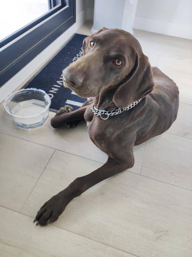 viglesiasphoto's tweet photo. Me mandan estas fotos desde Colmenar Viejo. 
Se han encontrado este perro. Tiene una herida en el cuello. Parece ser que han arrancado el chip y lo han abandonado. 
Las perreras de la zona están llenas. Si alguien lo puede acoger… 
Es muy tranquilo, guapo y bueno https://t.co/nWc4ZiO9Fy